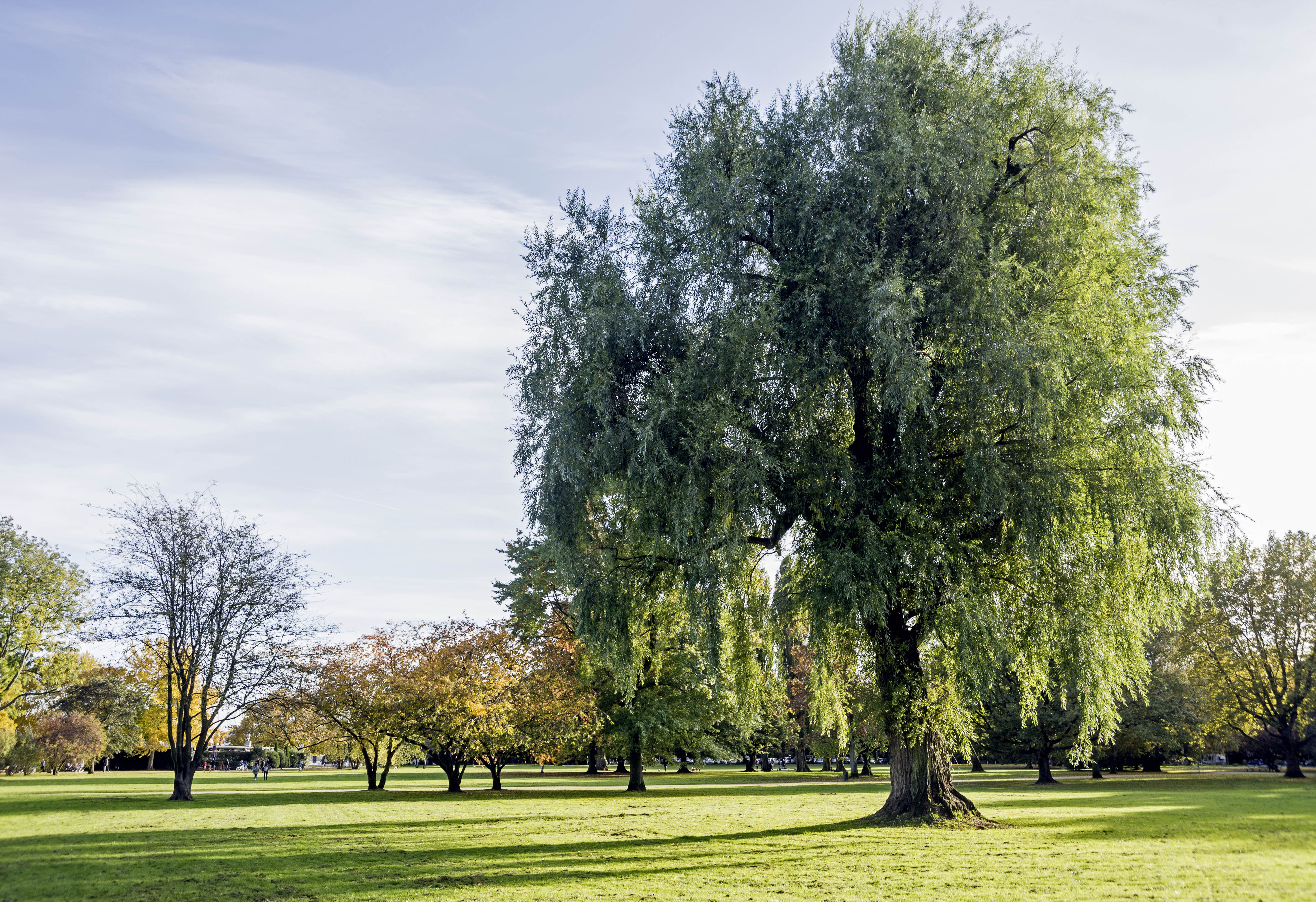 Mit mehr Grün in der Stadt gegen den Klimawandel